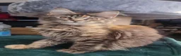 Maine Coon cats for sale: TICA REG. MAINE COON KITTENS  - Advert 2