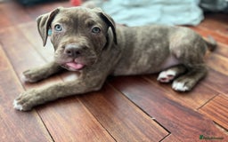 American Bulldog dogs for sale: American bulldog puppies for sale  - Image 1