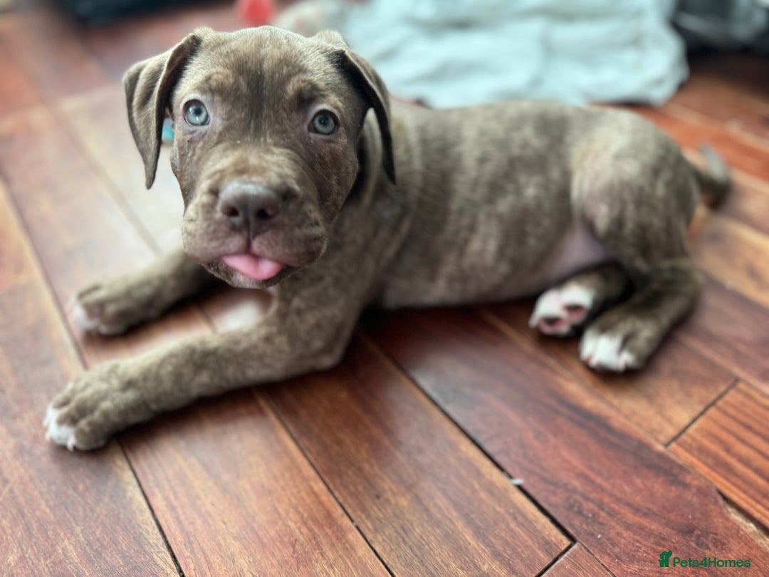 American Bulldog dogs for sale: American bulldog puppies for sale  - Image 1
