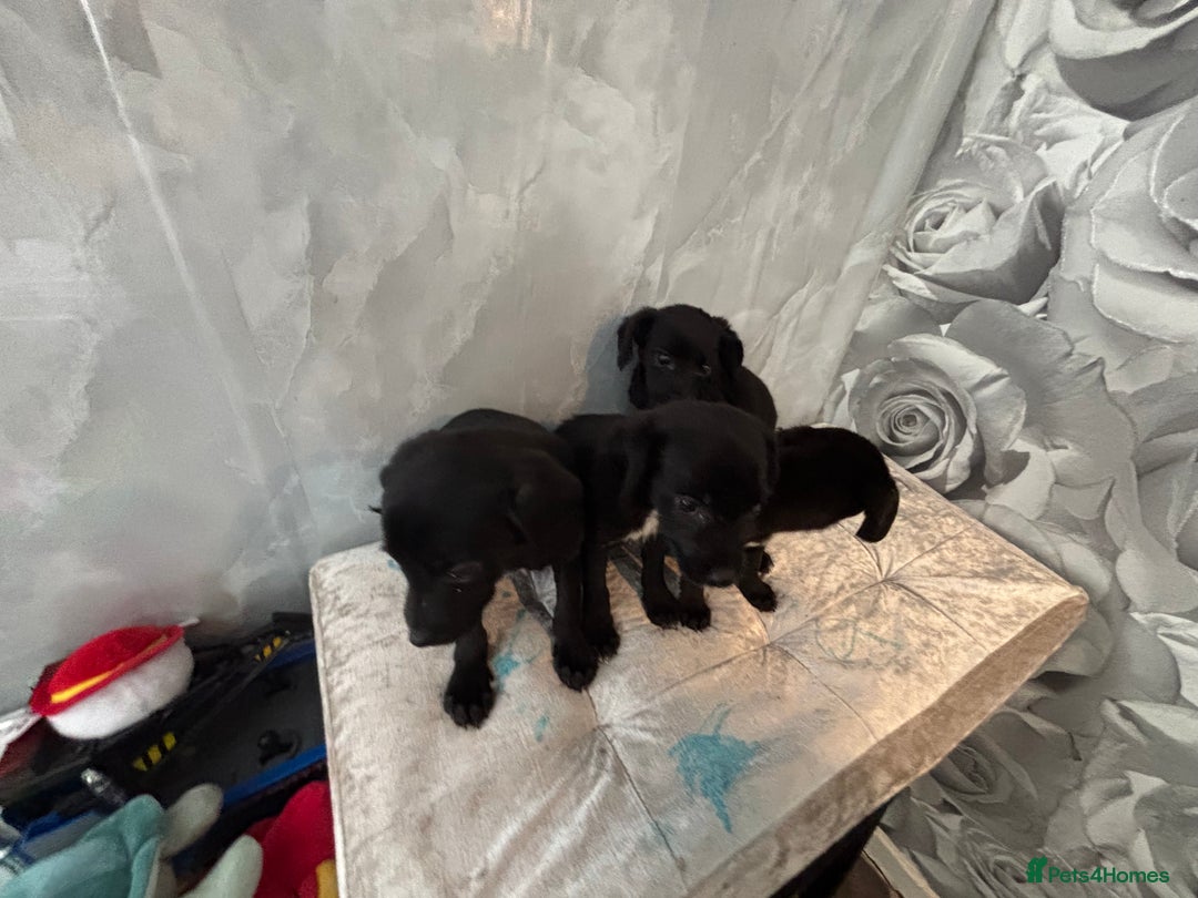 Patterjack dogs for sale: 4 lovely patterjacks  - Image 10