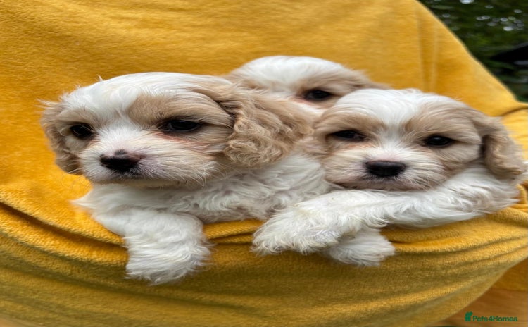 Cavapoochon dogs - Advert 1