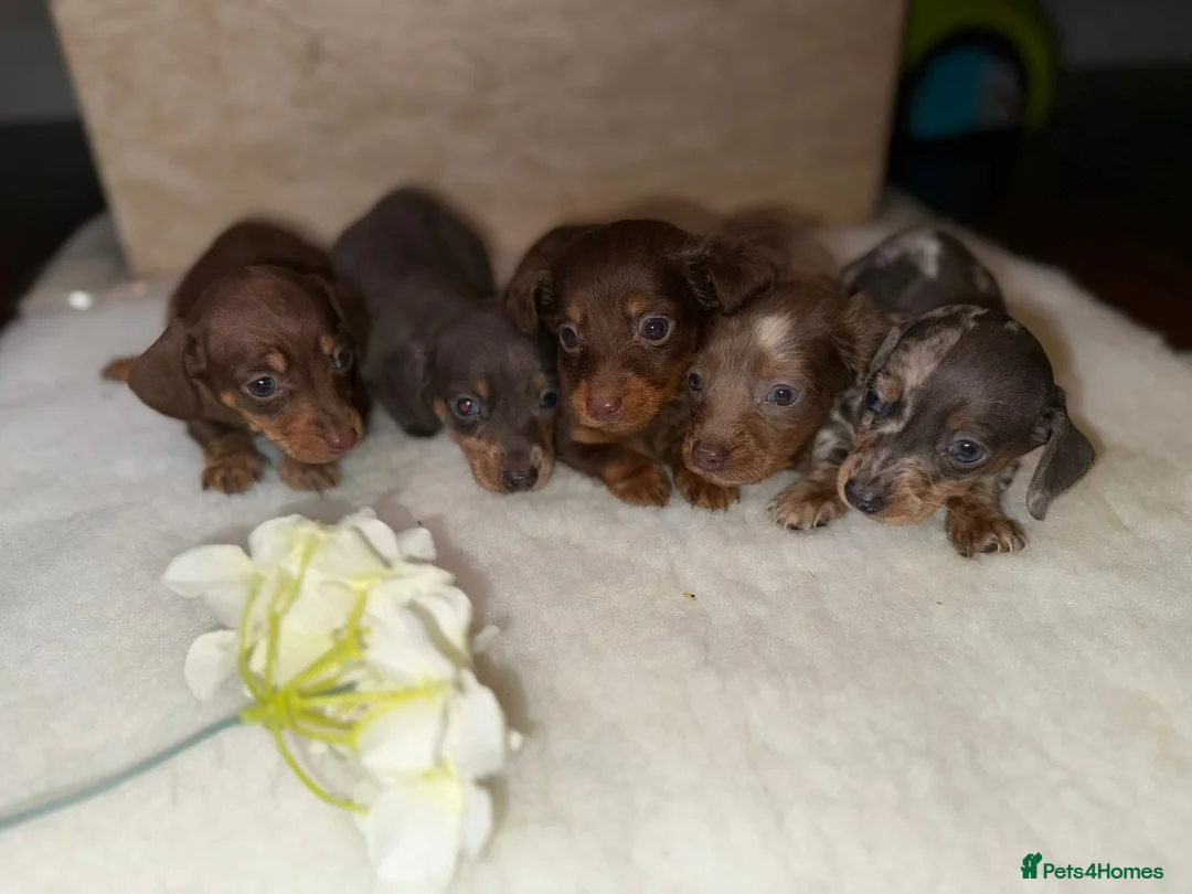 Miniature Dachshund dogs for sale: Miniature dachshunds  - Advert 8
