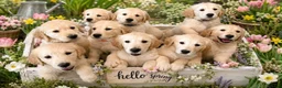 Golden Retriever dogs for stud: KC GOLDEN RETRIEVER STUD EXTENSIVELY HEALTH TESTED - Advert 3
