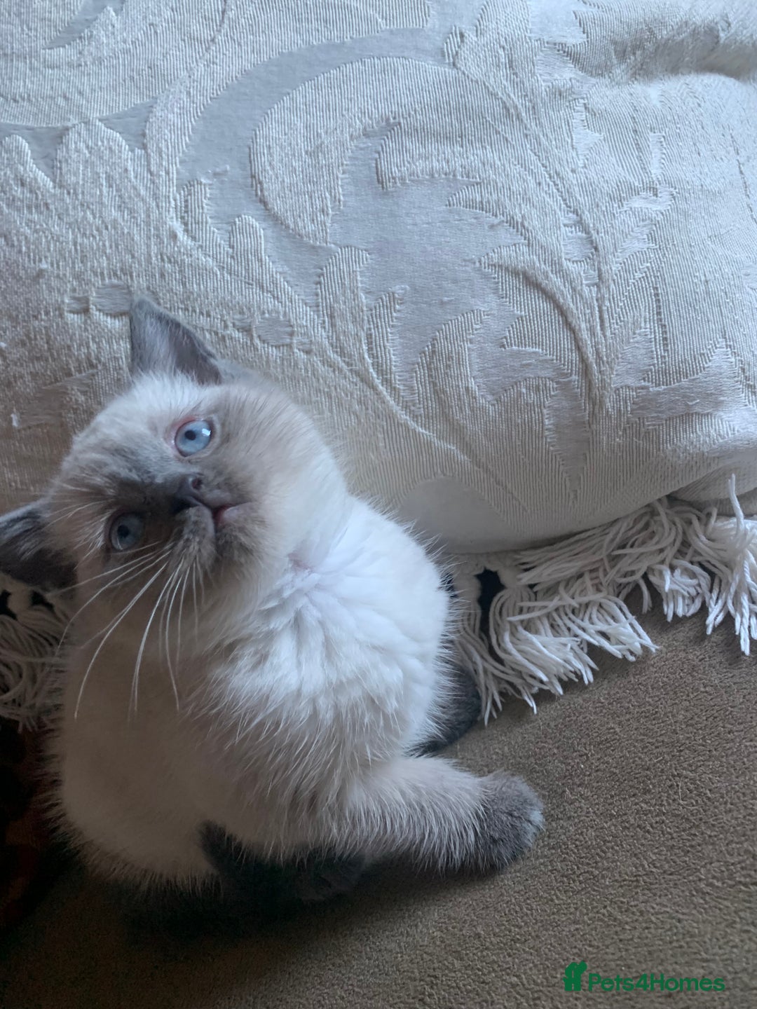 Persian cats for sale: cute 9wk old adorable bundle of joy Persian kitten - Advert 14