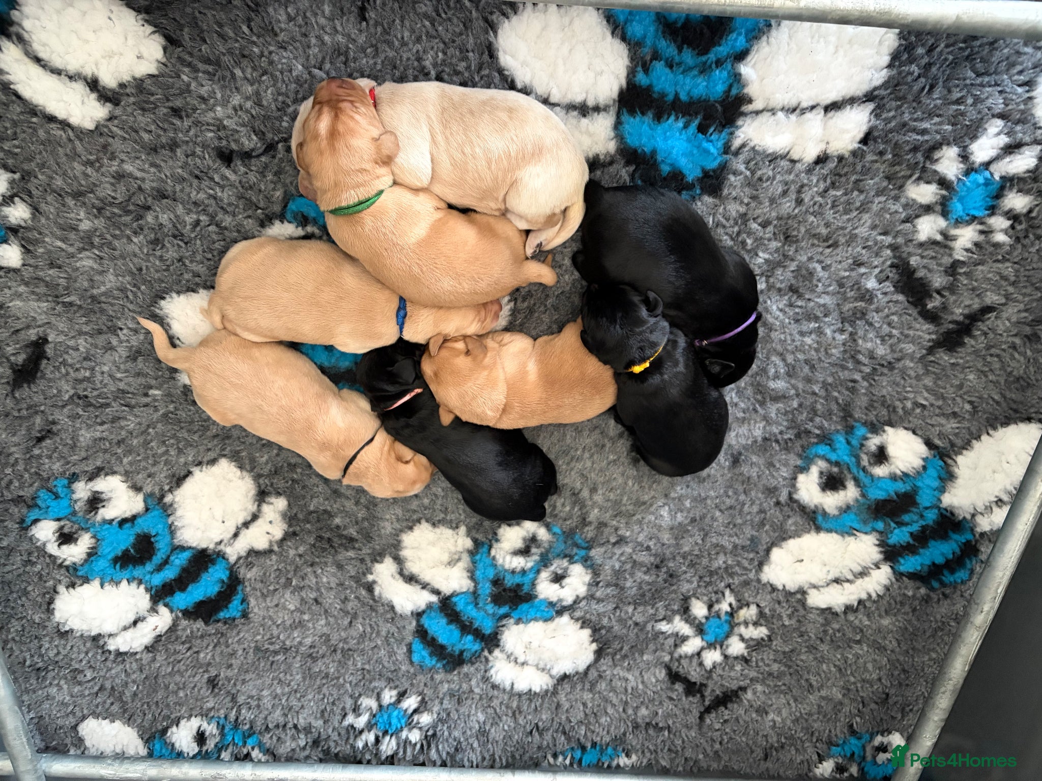 Labrador Retriever dogs 🐶 KC REGISTERED LABRADOR PUPPIES 🐶  - Advert 1