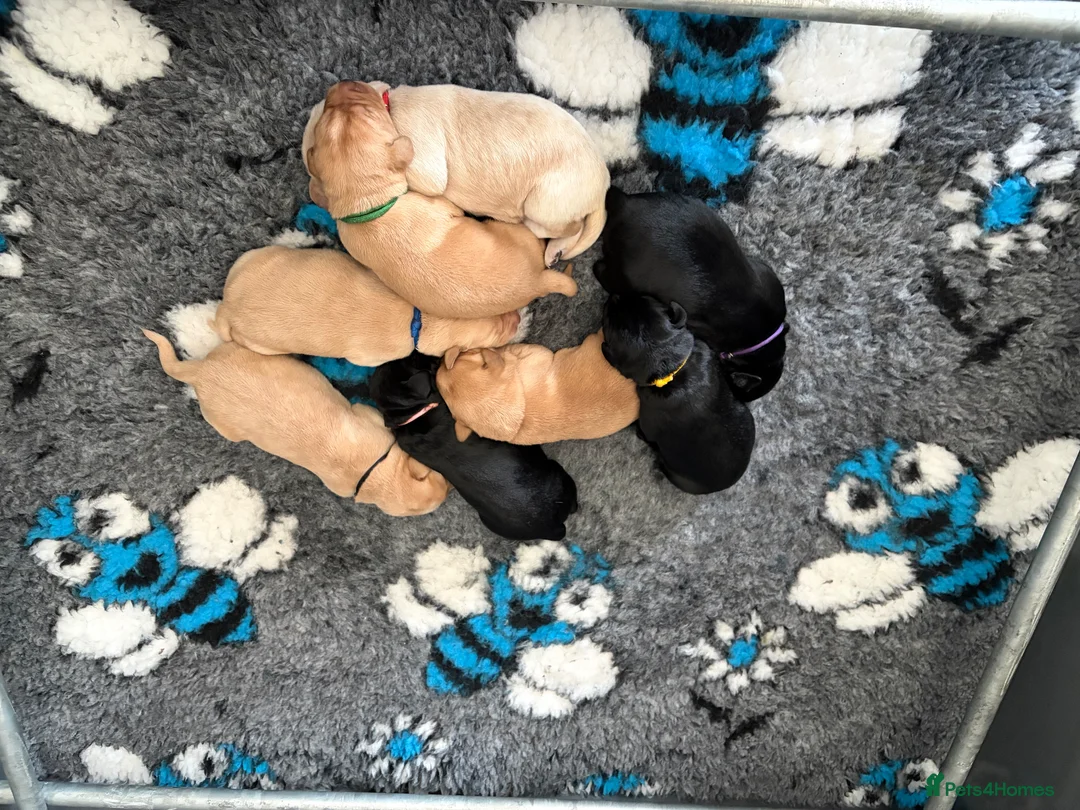 Labrador Retriever dogs for sale: 🐶 KC REGISTERED LABRADOR PUPPIES 🐶  - Advert 1