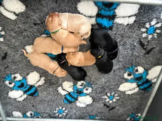 Labrador Retriever dogs 🐶 KC REGISTERED LABRADOR PUPPIES 🐶 - Advert 14