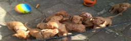 Hungarian Vizsla dogs for sale: 2 beautiful strong WH vizsla pups remaining. - Advert 5