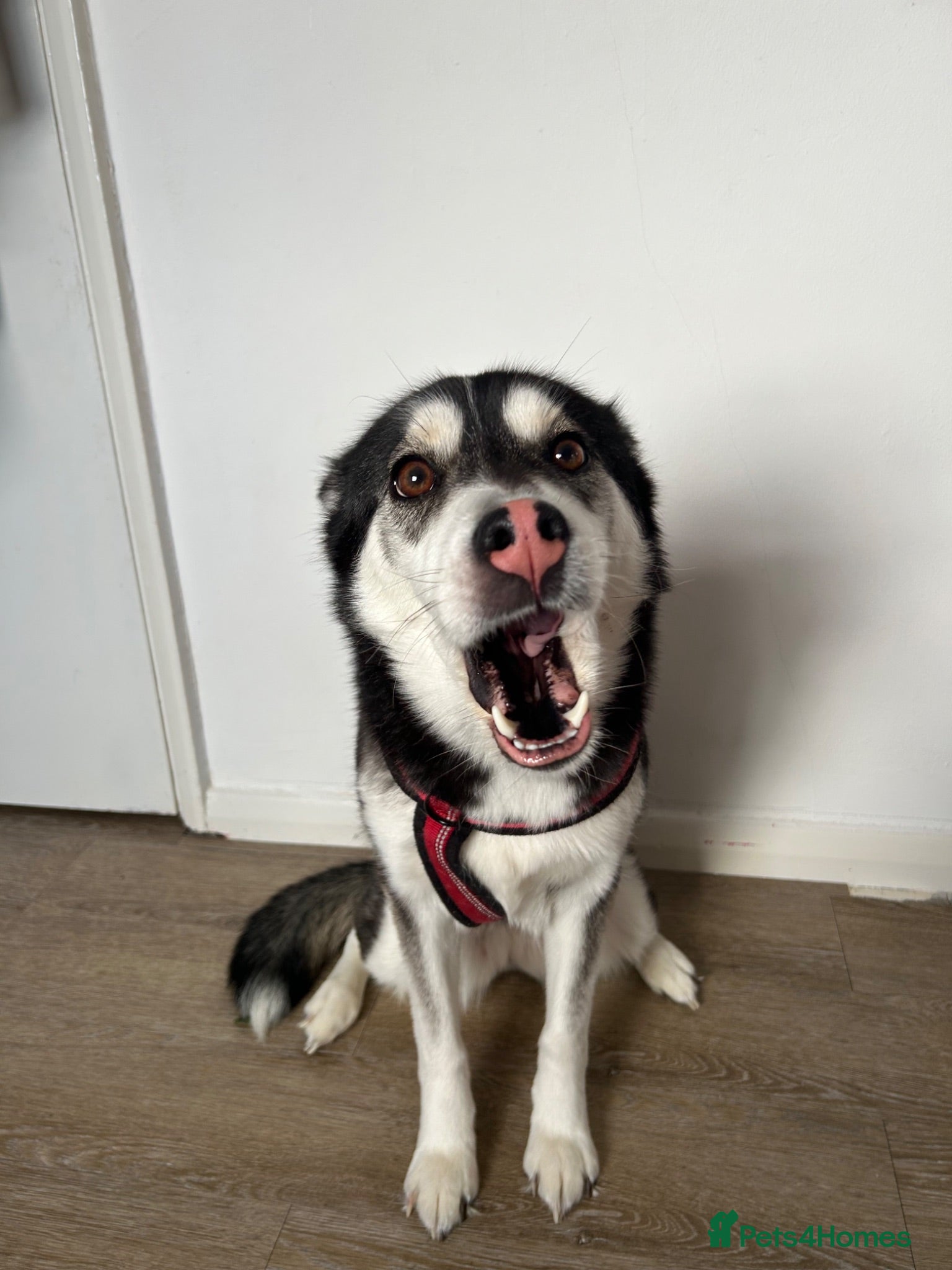Utonagan dogs 2 year old husky for sale  - Advert 8