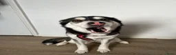 Utonagan dogs for sale: 2 year old husky for sale  - Advert 1