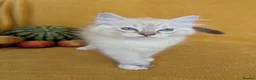 Ragdoll cats for sale: GCCF Full Pedigree Ragdoll Kittens  - Advert 10