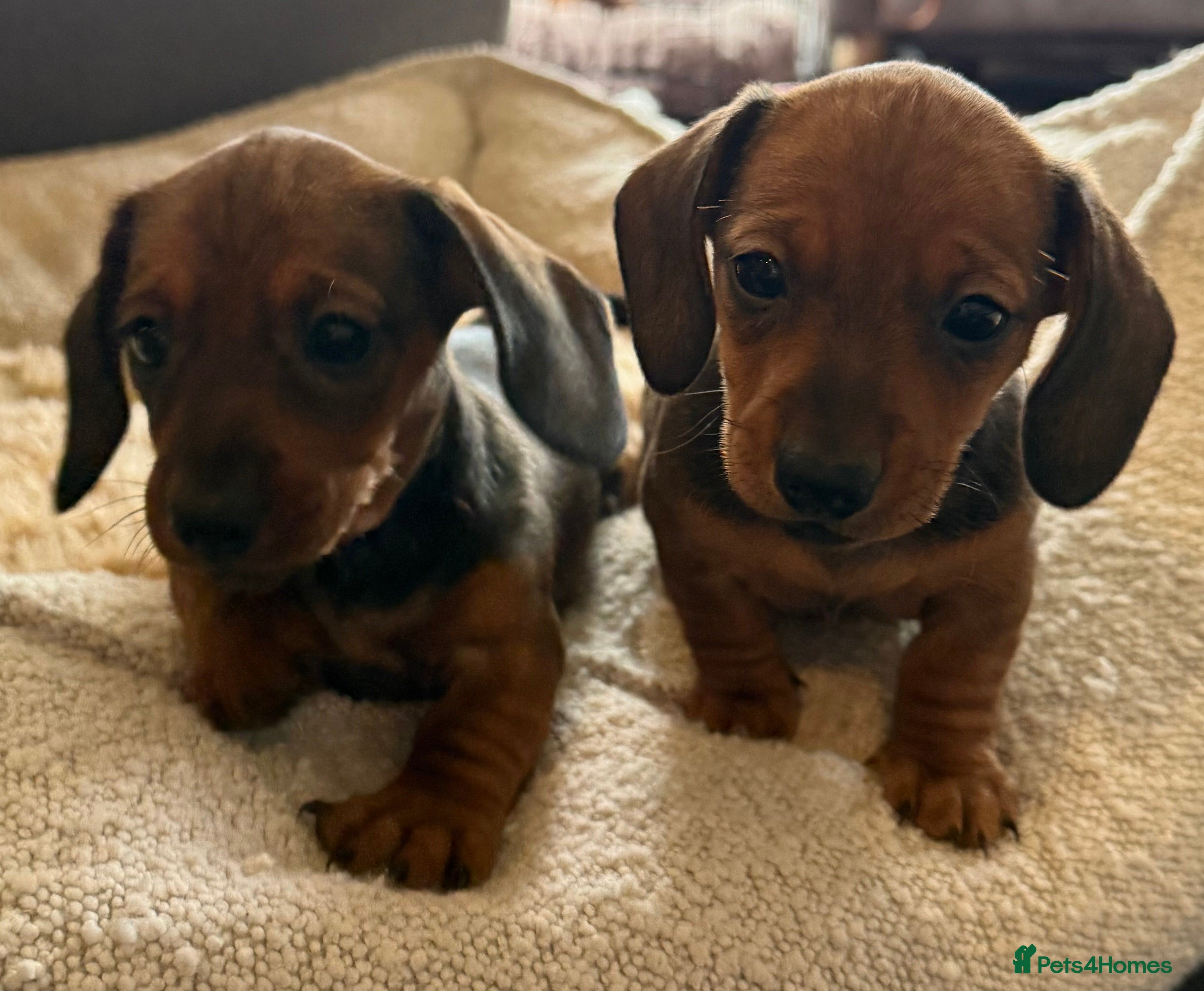 Miniature Dachshund dogs Miniature dachshund puppies - Advert 1