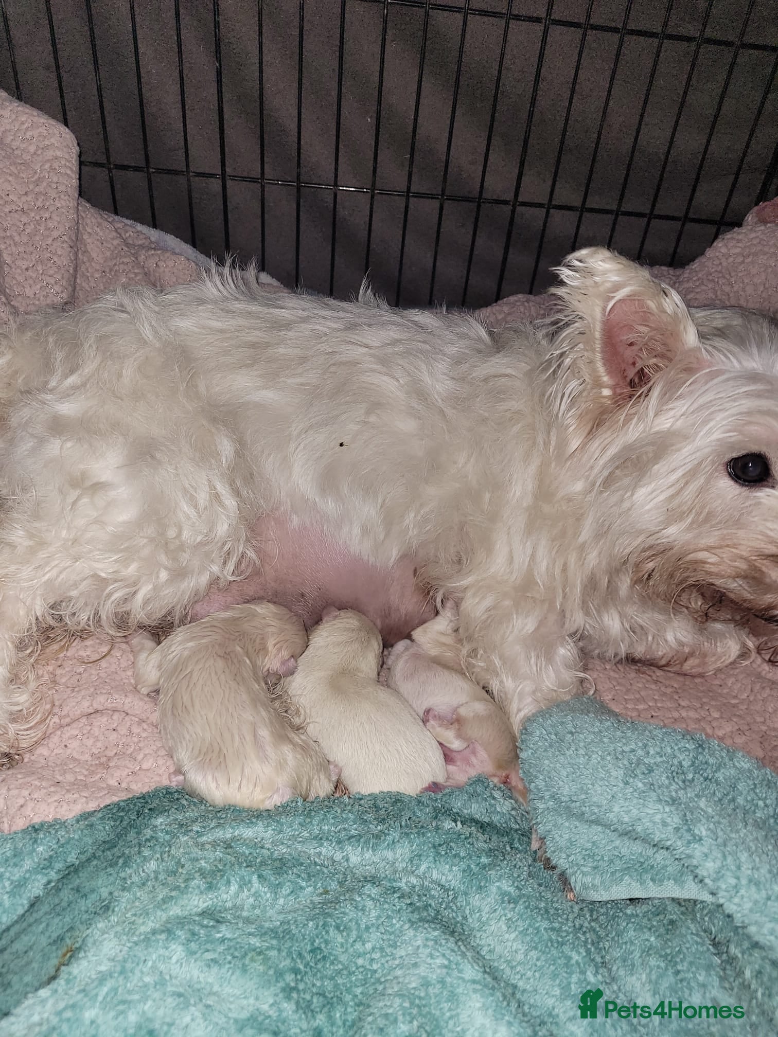 West Highland Terrier dogs Westies for sale in Blackpool - Advert 17