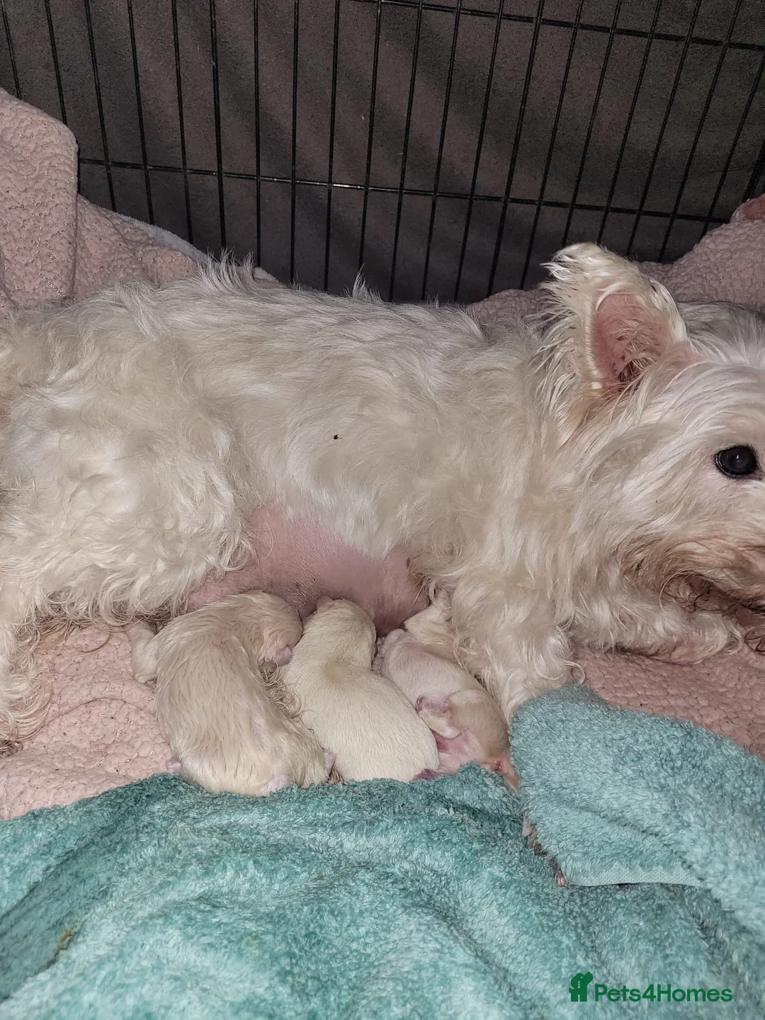 West Highland Terrier dogs for sale: Westies for sale - Advert 2