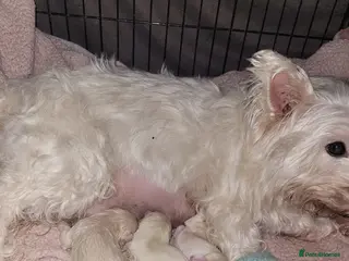 West Highland Terrier dogs Westies for sale in Blackpool - Advert 17