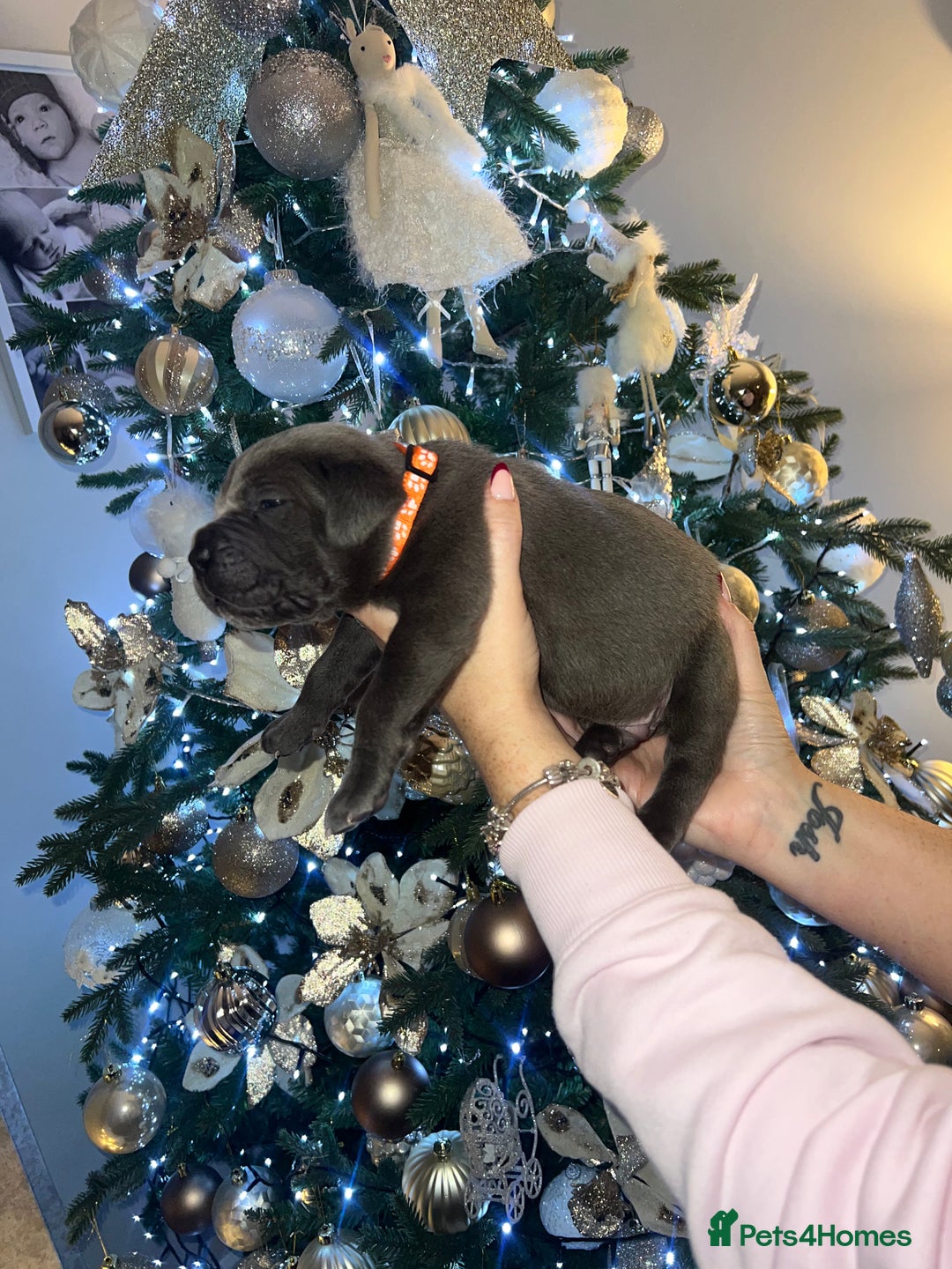 Cane Corso dogs for sale: Chunky cane corso boy pups - Advert 14