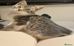 British Longhair cats for sale: 2 ADORABLE FLUFFY BRITISH LONGHAIR KITTENS LEFT!!! - Image 17