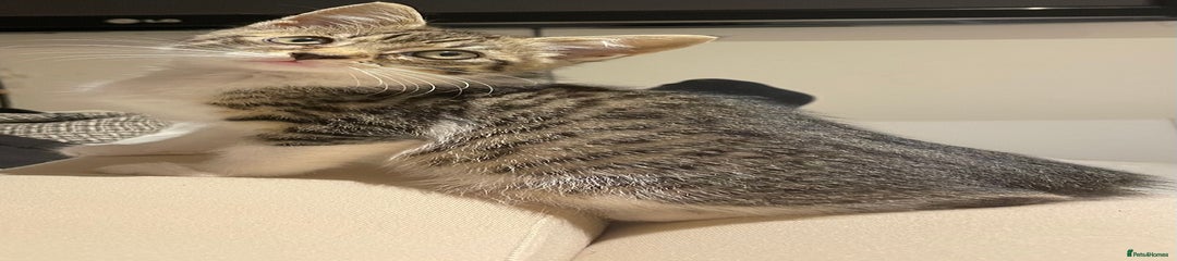 British Longhair Kitten 4