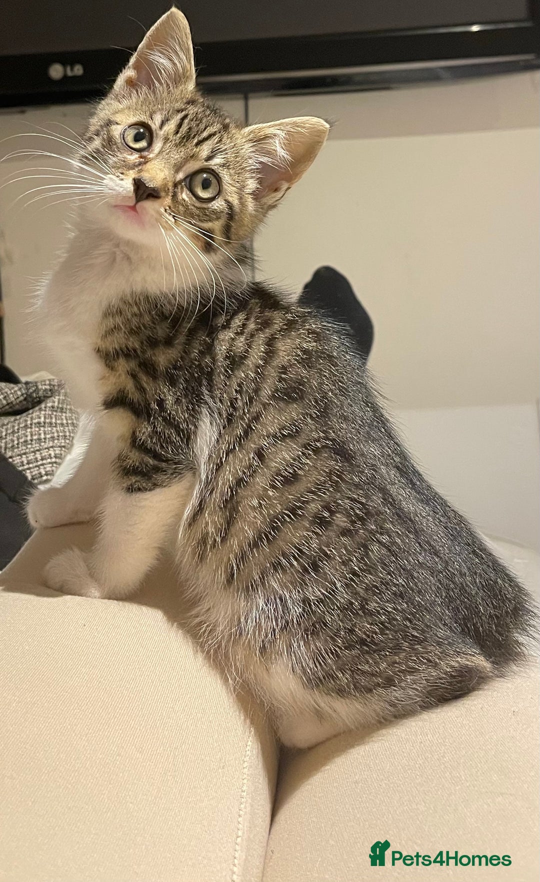 British Longhair cats for sale: 2 ADORABLE FLUFFY BRITISH LONGHAIR KITTENS LEFT!!! - Image 17