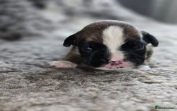 Boxer dogs for sale: Boxer puppies - Image 30