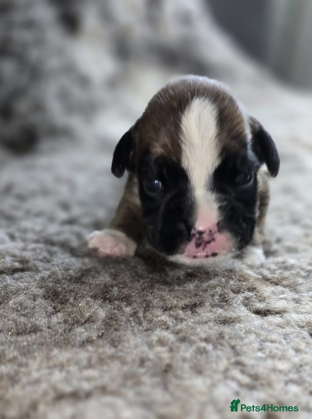 Boxer dogs for sale: Boxer puppies - Image 30