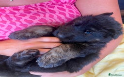 German Shepherd dogs for sale: Stunning Pedigree German Shepherd Puppies - Image 16