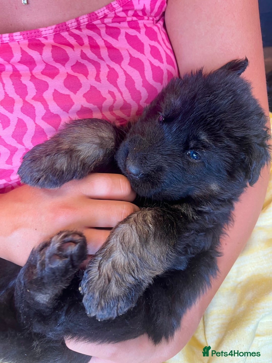 German Shepherd dogs for sale: Stunning Pedigree German Shepherd Puppies - Image 16