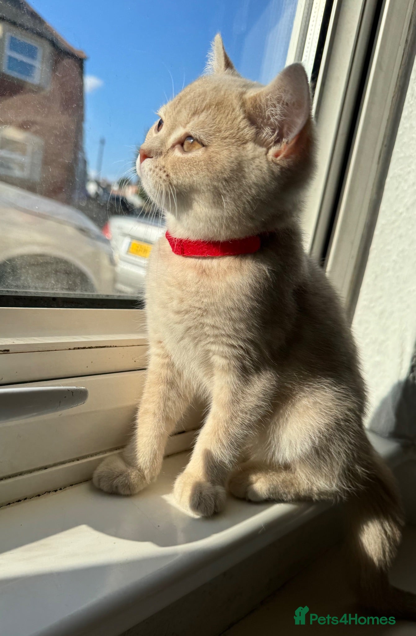 British Shorthair cats 👑 GCCF BSH Lilac Golden Tipped Girl 👑 - Advert 17