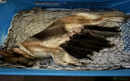 German Shepherd dogs for sale: 8 Beautiful German Shepherd kc reg pups - Image 18