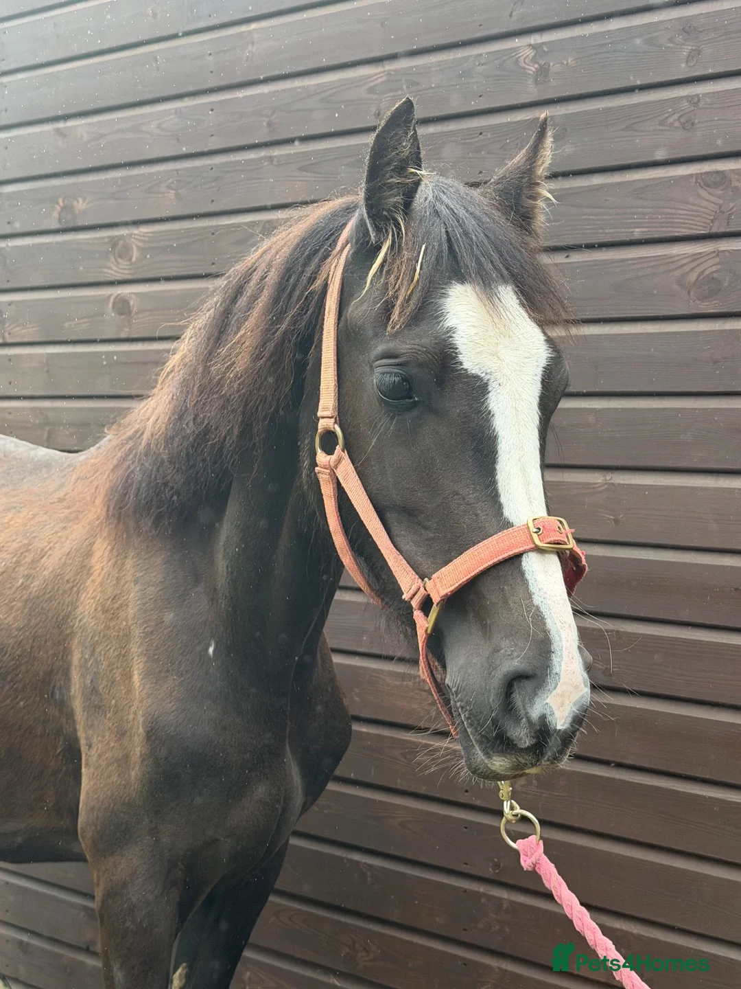 Welsh Section D horses for sale: Grace - Beautiful Welsh D Filly  - Advert 4