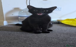Domestic Shorthair cats for sale: 1 year old Female Cat - Image 1