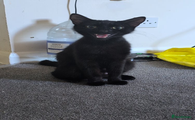Domestic Shorthair cats - Advert 5