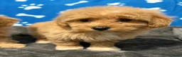 Maltipoo dogs for sale: ❤️Maltipoo F1 Babies💙 - Advert 9