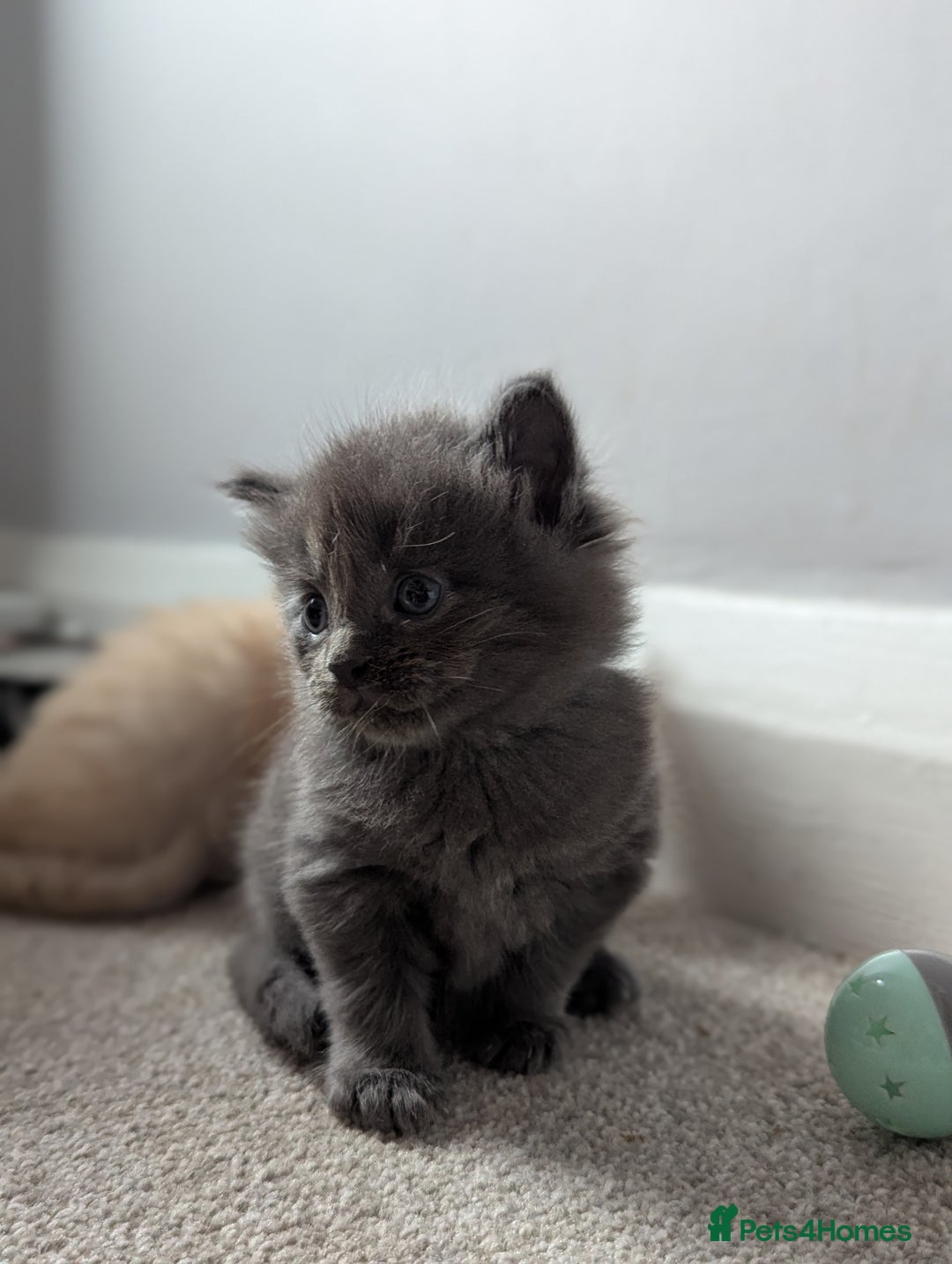 Maine Coon cats for sale: Maine Coon Kittens - Image 18