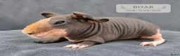 Guinea Pig rodents for sale: Skinny guinea pig boars 💯 - Advert 5