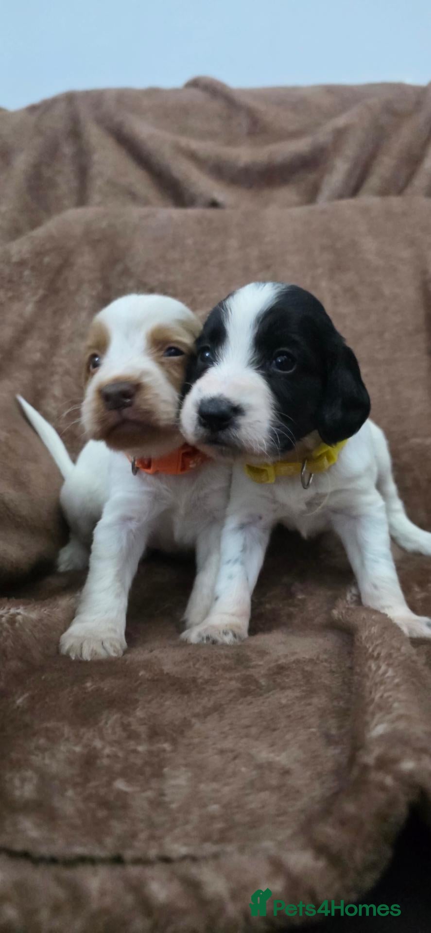 Sprocker dogs 4th gen Sprocker puppies  - Advert 1