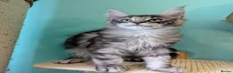 Maine Coon cats for sale: Pedigreed Maine Coon kittens - Advert 7