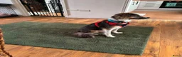 Mixed Breed dogs for adoption: Teddy Bear Orsen in Peacehaven - Advert 5