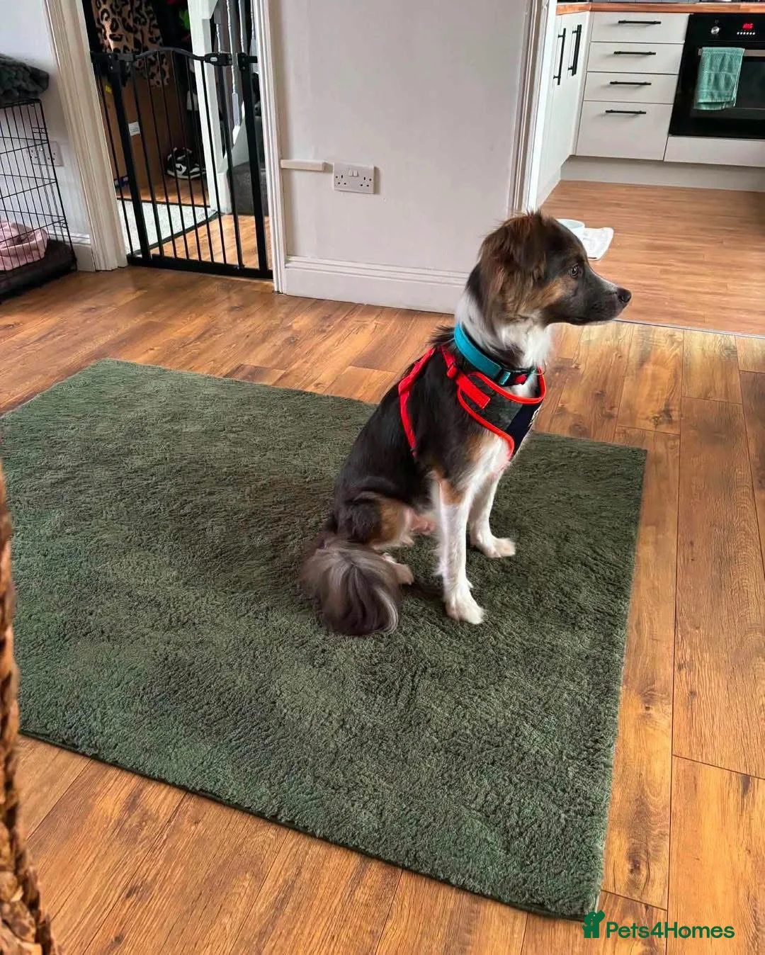 Mixed Breed dogs for adoption: Teddy Bear Orsen in Peacehaven - Advert 5