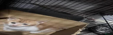 Domestic Shorthair 2