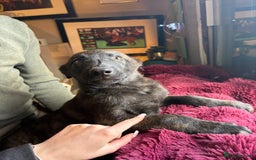 Mixed Breed dogs for sale: Dutch herder x German Shepherd pups - Image 20