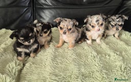 Chihuahua dogs for sale: Chihuahua Females - Merle - Image 11