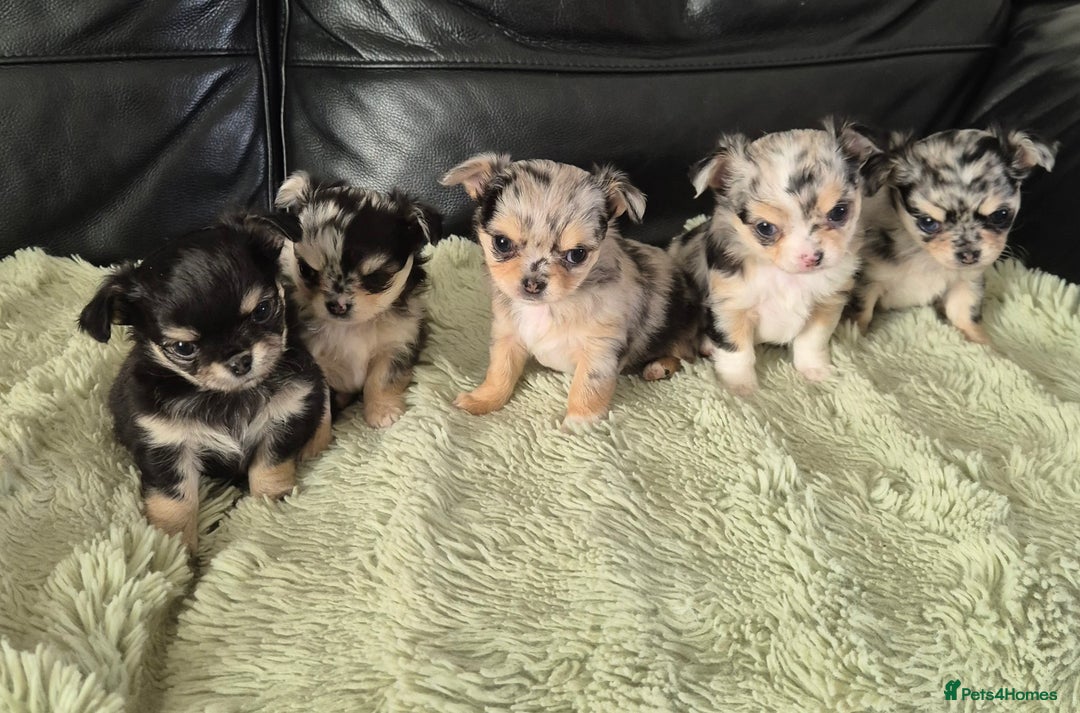 Chihuahua dogs for sale: Chihuahua Females - Merle - Image 11