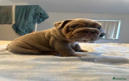 English Bulldog dogs for sale: Stunning KC Registered English Bulldog Puppies - Image 9
