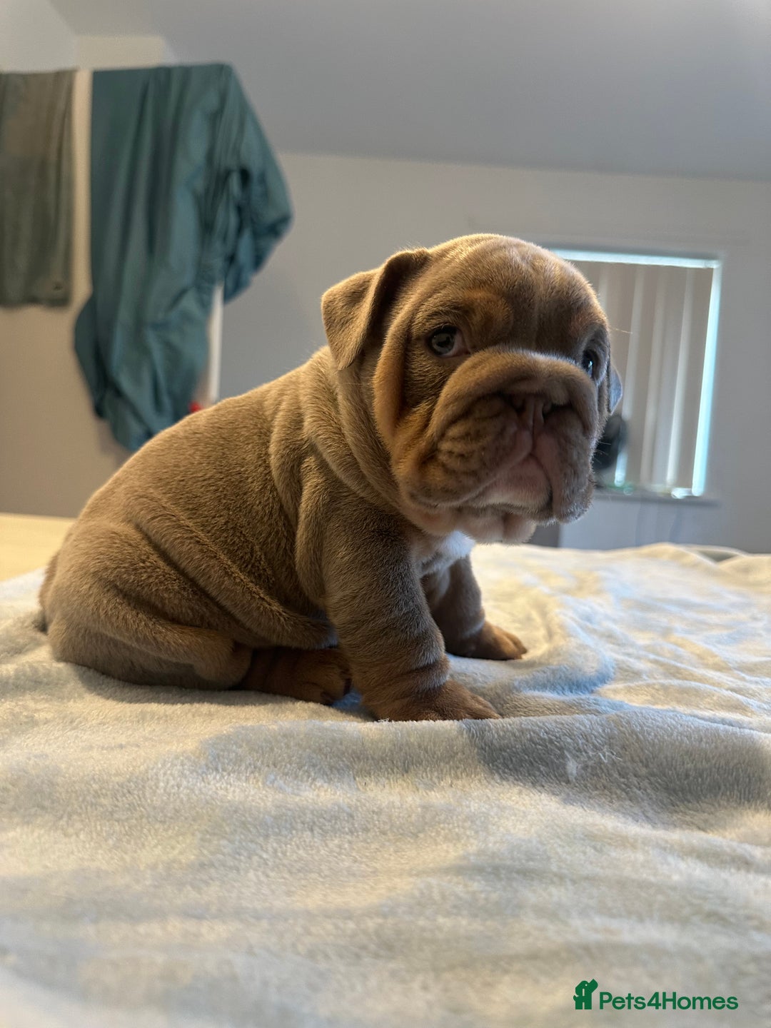 English Bulldog dogs for sale: Stunning KC Registered English Bulldog Puppies - Image 9
