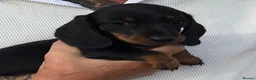 Miniature Dachshund dogs for sale: Beautiful miniature Dachunds - Advert 12