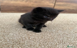 Mixed Breed cats for sale: 5 beautiful, playful kittens for sale  - Image 7