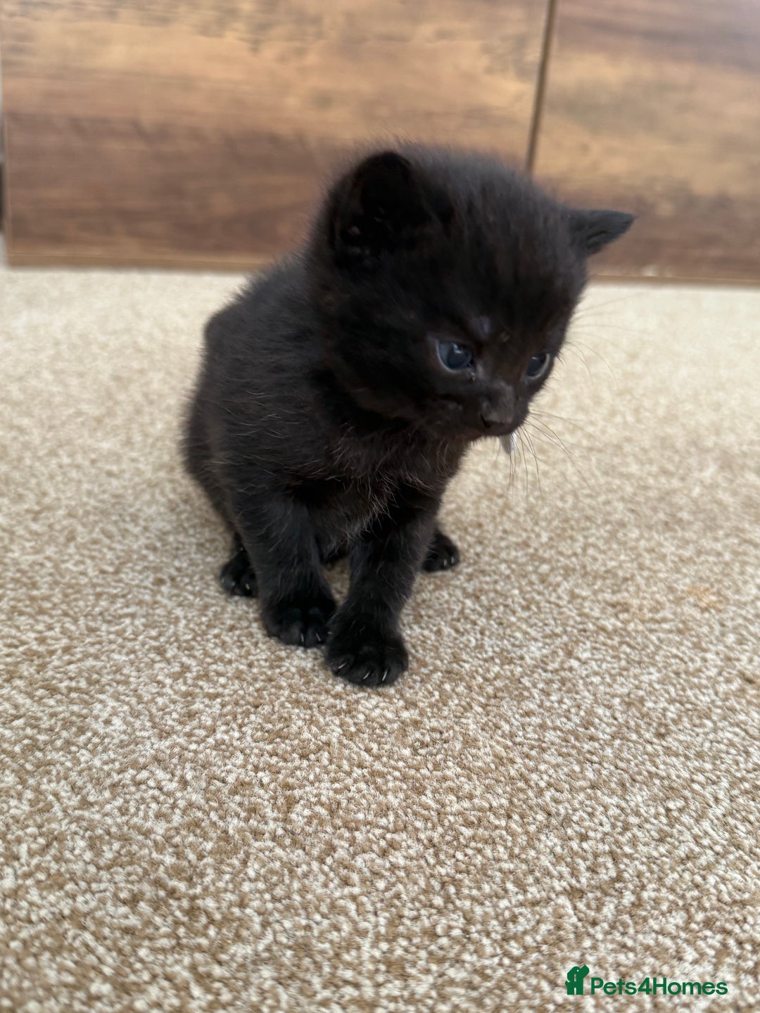 Mixed Breed cats for sale: 5 beautiful, playful kittens for sale  - Image 7