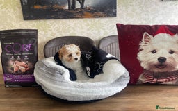 Cavachon dogs for sale: Cavachon for sale - Image 4