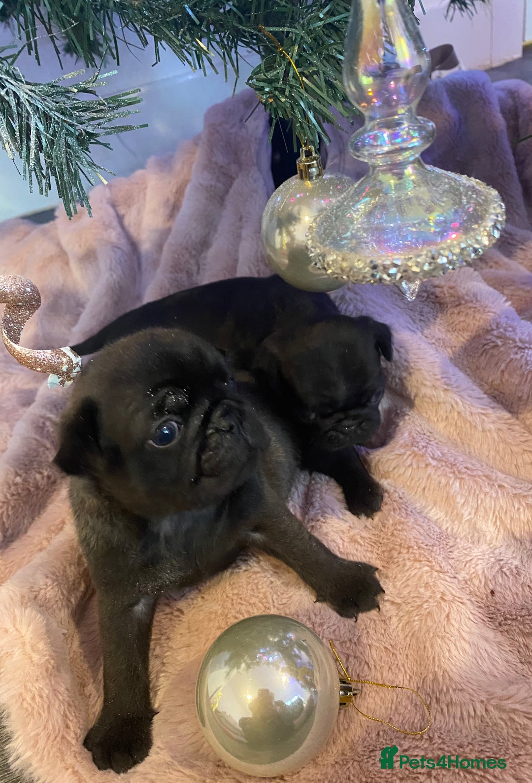 Pug dogs for sale: 💓 PUG BABIES 💓  - Advert 5